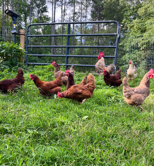 Chickens and Composting